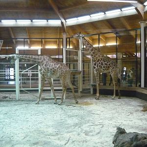 Giraffes in their winter enclosure
