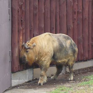Sichuan takin