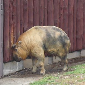 Sichuan takin