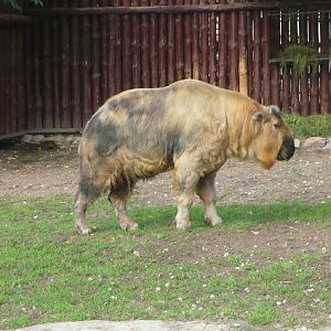 Sichuan takin