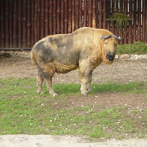 Sichuan takin