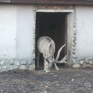 Milu stag