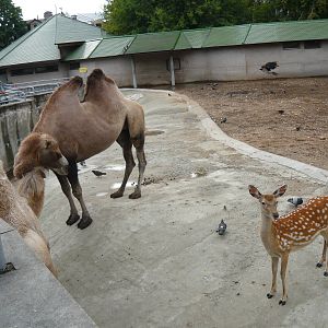 Bactrian camels and Sika deer