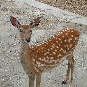 Sika deer