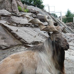Markhor