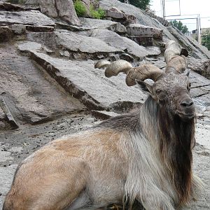 Markhor