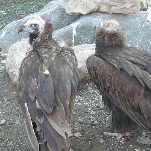 Cinereous vultures