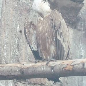 Himalayan griffon vulture