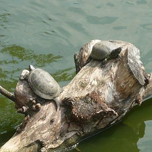 European pond turtles (Emys orbicularis)