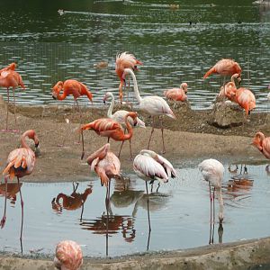 Flamingos