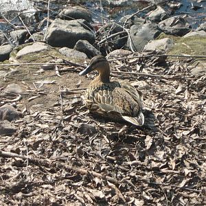 Female Mallard