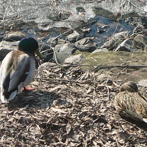 Mallard pair