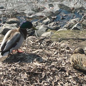 Mallard pair
