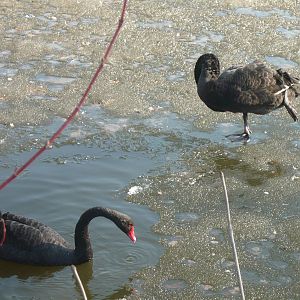 Black swans