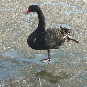 Black swan