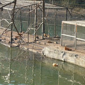 Old Territory large pond