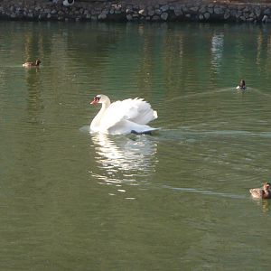 Mute swan and Diving ducks