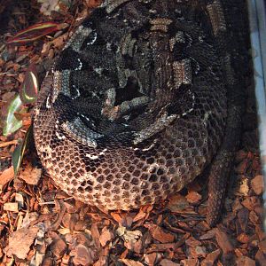 Rhinoceros viper (Bitis nasicornis)