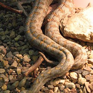 Turan blunt-nosed viper (Macrovipera lebetina turanica)