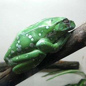Chinese flying frog (Rhacophorus dennysi)