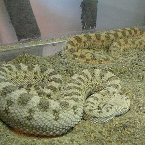Saharan horned vipers (Cerastes cerastes)