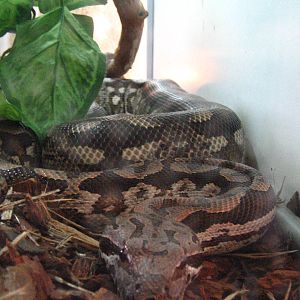 Dumeril's boa (Acrantophis dumerili)
