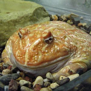 Albino Chacoan horned frog (Ceratophrys cranwelli)
