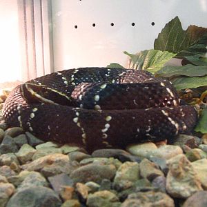 Ornate cantil (Agkistrodon bilineatus taylori)