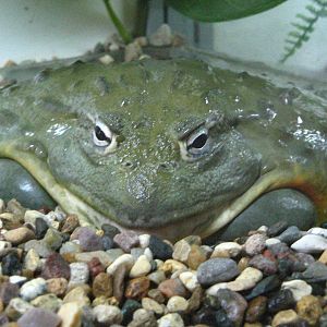 African bullfrog (Pyxicephalus adspersus)