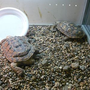 Pancake tortoise (Malacochersus tornieri)