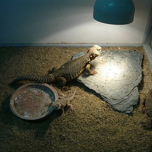 Uromastyx geyri and Phrynocephalus mystaceus