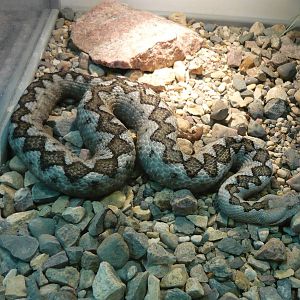 Long-nosed viper (Vipera ammodytes)