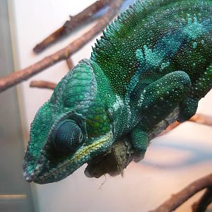 Panther chameleon (Furcifer pardalis)
