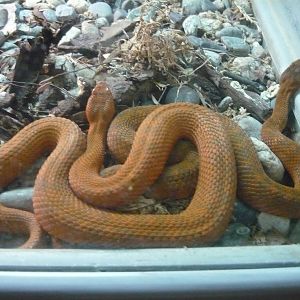 Karaganda pitvipers (Gloydius halys caraganus)