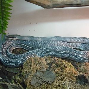 Vietnamese blue beauty (Orthriophis taeniurus callicyanous)