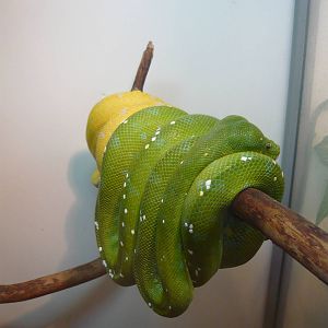 Green tree pythons (Morelia viridis)