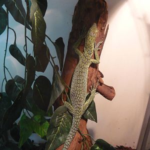 Biak tree monitor (Varanus kordensis)