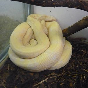 Albino Colombian boas (Boa constrictor imperator)