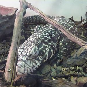Argentine black and white tegu (Tupinambis merianae)