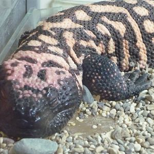 Gila monster (Heloderma suspectum)