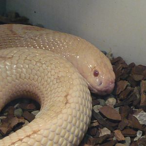 Albino Monocled cobra (Naja kaouthia)