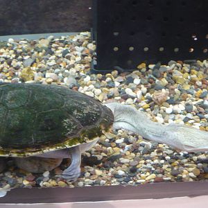 Northern snake-necked turtle (Chelodina oblonga)
