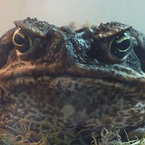 Cane toad (Rhinella marina)