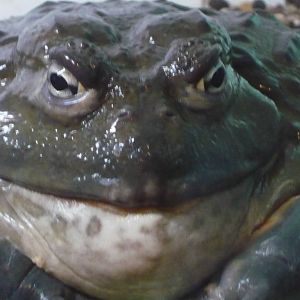 African bullfrog (Pyxicephalus adspersus)