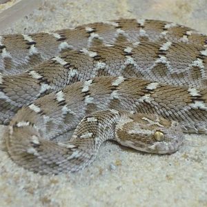 Transcaspian saw-scaled viper (Echis carinatus multisquamatus)