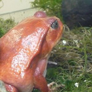 Tomato frog (Dyscophus antongilii)