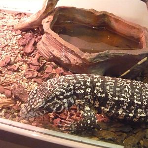 Argentine black and white tegu (Tupinambis merianae)