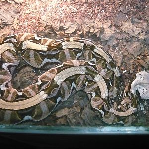 Gaboon viper (Bitis gabonica)