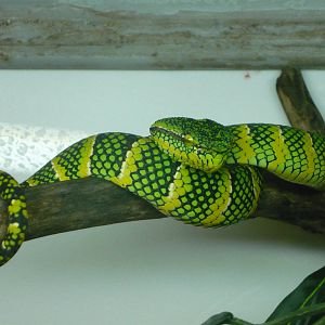 Temple pit viper (Tropidolaemus wagleri)