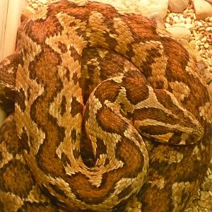 Palestine viper (Daboia palaestinae)